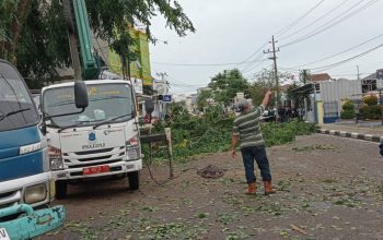 Pemkot Pangkalpinang Bersama Stakeholder Terkait Lakukan Penebangan Pohon