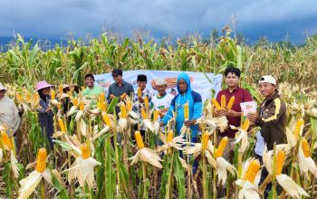 Benih Jagung Hibrida PT. Bayer Indonesia, DK 9209 Siap ramaikan pasar dengan kualitas terbaik