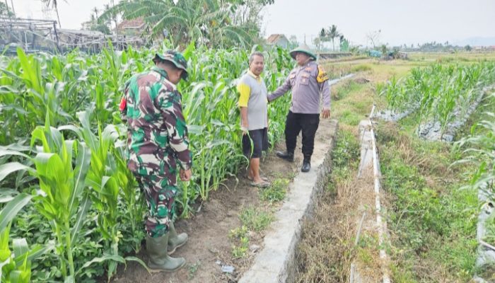 Babinsa Koramil 2302/Bojonegara, Bintahwil Pendampingan Penggemukan Jagung