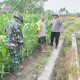 Babinsa Koramil 2302/Bojonegara, Bintahwil Pendampingan Penggemukan Jagung