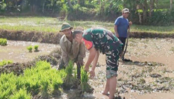 Babinsa Koramil 2303/Pulomerak, Bintahwil Pendampingan Pertanian Menyiapkan Lahan