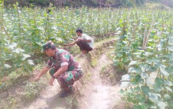 Babinsa Koramil 2306/Mancak, Bintahwil Perawatan Ketahanan Pangan