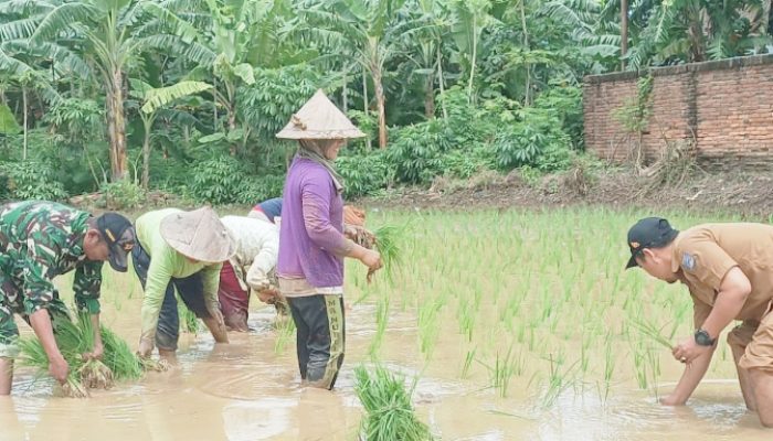 Babinsa Koramil 2302/Bojonegara, Bintahwil Pendampingan Pengelolahan Tanam Padi