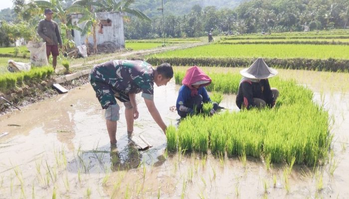 Babinsa Koramil 2303/Pulomerak, Bintahwil Pendampingan Tanam Padi