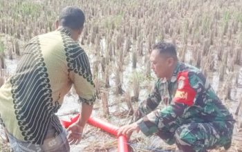 Babinsa Koramil 2305/Cinangka, Bintahwil Pendampingan Pengolahan Sawah