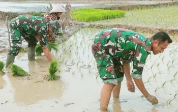 Babinsa Koramil 2302/Bojonegara, Bintahwil Pendampingan Pengolahan