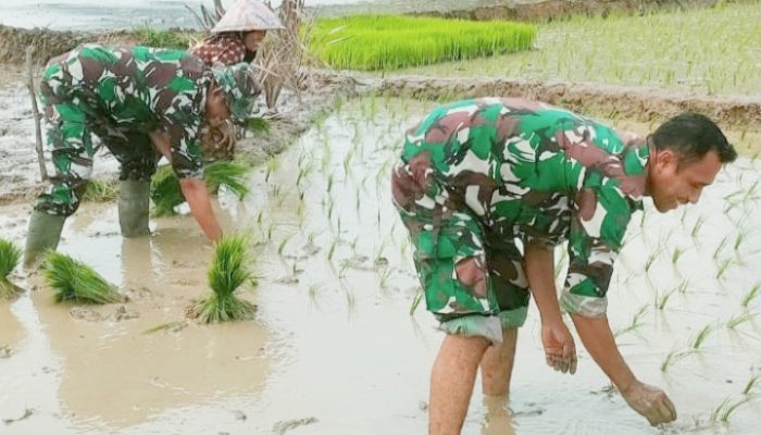 Babinsa Koramil 2302/Bojonegara, Bintahwil Pendampingan Pengolahan