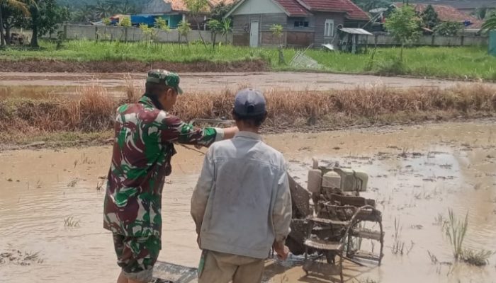 Babinsa Koramil 2304/Anyer, Bintahwil Membajak Sawah