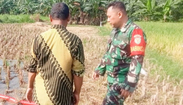 Babinsa Koramil 2305/Cinangka, Bintahwil Pendampingan Pengolahan Sawah