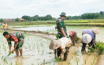 Babinsa Koramil 2302/Bojonegara, Bintahwil Pendampingan Tanam Padi