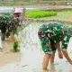 Babinsa Koramil 2301/Cilegon, Bintahwil Pemupukan Lahan Padi