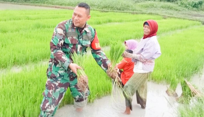 Babinsa Koramil 2305/Cinangka, Bintahwil Pendampingan Tanaman Padi