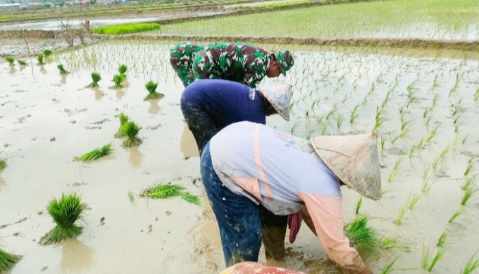 Babinsa Koramil 2302/Bojonegara, Bintahwil Pengelolahan Tanam Padi