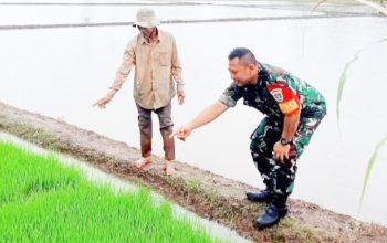 Babinsa Koramil 2305/Cinangka, Bintahwil Perawatan Padi