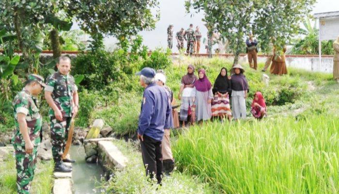 Babinsa Koramil 2301/Cilegon, Bintahwil Perawatan Tanaman Padi